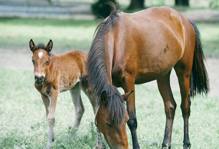 Clinic: Dr. Craig Lesser at Equine Podiatry and Lameness Centre