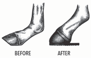 Foal Heel Extension