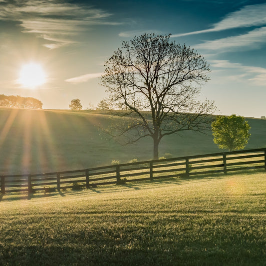 Clinic: Dr. Craig Lesser at REC Equine Specialists