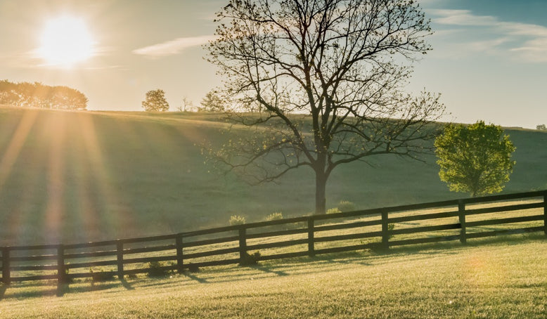 Clinic: Dr. Craig Lesser at REC Equine Specialists