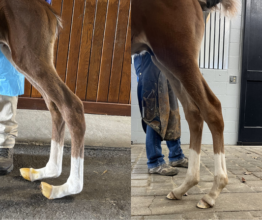Small Hooves, Big Results: SoundHorse FoalTraxx in Action
