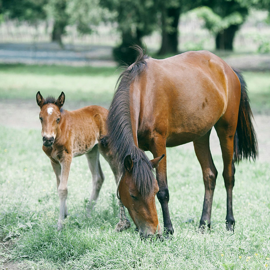 Clinic: Dr. Craig Lesser at Equine Podiatry and Lameness Centre