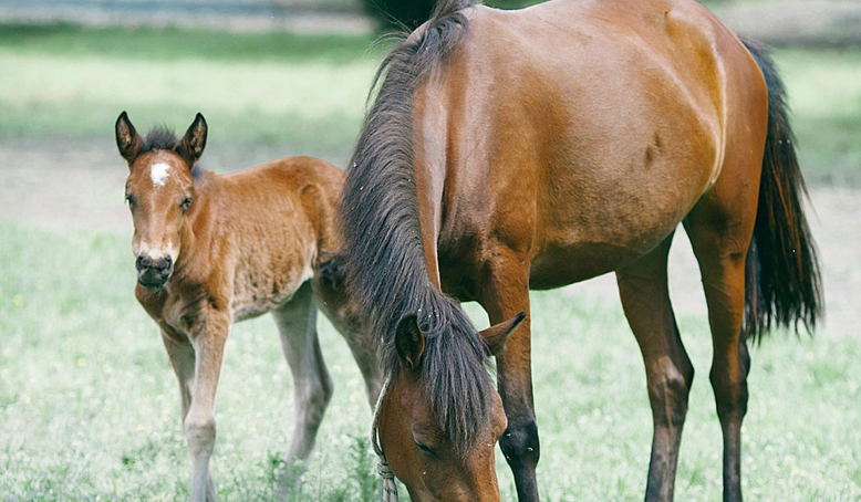 Clinic: Dr. Craig Lesser at Equine Podiatry and Lameness Centre