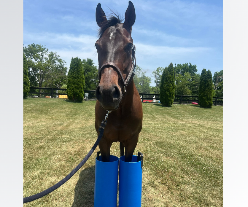 Pasture boots for horses best sale