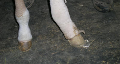 Toe & Heel Extensions for Foals
