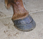Hoof Washed Clean (old shoes)