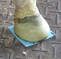 Fig.3 – Horse Stands on Sticky Side Start by peeling the foam backing and allowing the horse to stand on the foam board sticky side. 