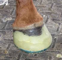 Fig.8 – Finished Hoof on Ground With the packing set and the foam board removed, the job is complete and the horse is ready for work. 