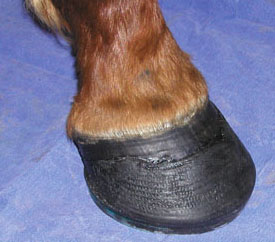 Sigafoos Series™ horseshoe applied