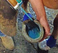  7. Farrier using a “pour-in” urethane pad material for frog & sole support.